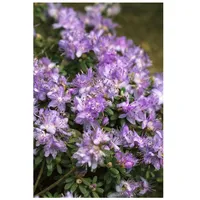 Pflanzen Für Dich Rhododendron impeditum 'Ronny', Zwerg-Rhododendron, lila, 20–25