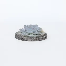 Plant in a Box - Koala Bowl - Echeveria lilacina - Höhe 8cm