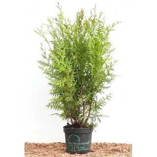 Pflanzen Für Dich Thuja occidentalis 'Brabant' 60–100 cm