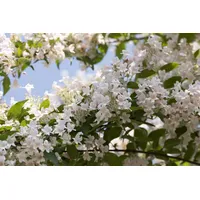Pflanzen Für Dich Kolkwitzia amabilis, Kolkwitzie, rosa Blüten, 40–60
