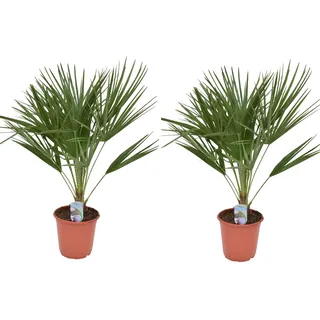 2er Set Zwergpalme Chamaerops humilis 70-90 cm – Winterharte Kübelpflanze, kältetolerant, mediterrane Garten- & Terrassenpflanze, pflegeleicht, immergrün, ideal für Balkon & Terrasse