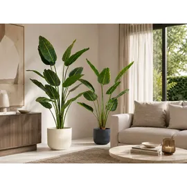 fleur ami Kunstpflanze mit Topf Strelitzie mit Solco Topf 160 cm Weiß