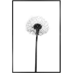 Bild DANDELION GREY