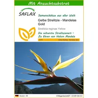 SAFLAX - Gelbe Strelitzie - Mandelas Gold - 4