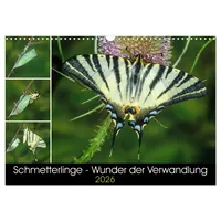 Calvendo Schmetterlinge - Wunder der Verwandlung (Wandkalender 2026 DIN