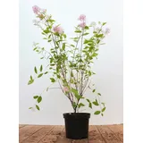 PlantaPro Ceanothus pallidus 'Marie Simon' 60–80 cm – Winterhart, Mehrjährig, Pflegeleicht – Säckelblume – Zierstrauch für Beet & Kübel