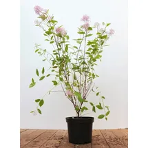 PlantaPro Ceanothus pallidus 'Marie Simon' 60–80 cm – Winterhart, Mehrjährig, Pflegeleicht – Säckelblume – Zierstrauch für Beet & Kübel