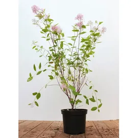 PlantaPro Ceanothus pallidus 'Marie Simon' 60–80 cm – Winterhart, Mehrjährig, Pflegeleicht – Säckelblume – Zierstrauch für Beet & Kübel