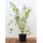 PlantaPro Ceanothus pallidus 'Marie Simon' 60–80 cm – Winterhart, Mehrjährig, Pflegeleicht – Säckelblume – Zierstrauch für Beet & Kübel