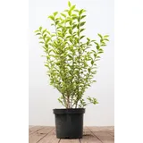 Pflanzen Für Dich Ligustrum ovalifolium 'Aureum' 40-60 cm