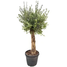 Blumen-Senf XXL Olivenbaum 25–30 Jahre alt Olea Europaea Hochstamm, 160–200 cm, Stammumfang 20 cm Mediterraner Olivenbaum