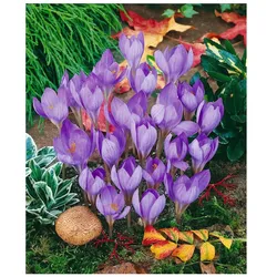 Crocus speciosus, Herbst-Krokus, violett, ca. 9x9 cm Topf