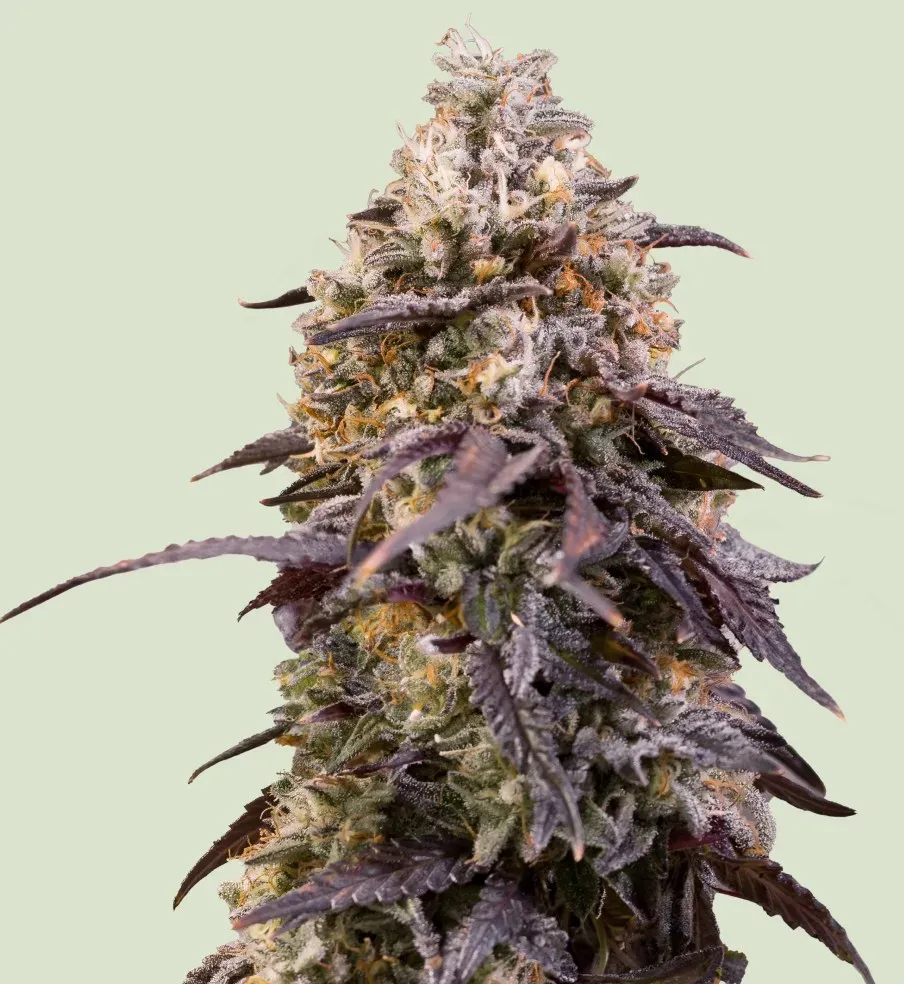 Royal Queen Seeds Sticky Queen 3 Samen