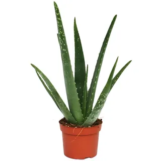 EXOTENHERZ Aloe Vera ca. 3 Jahre Alt 12cm Topf