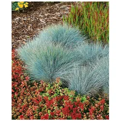 Festuca glauca 'Elijah Blue', Blauschwingel, ca. 9x9 cm Topf