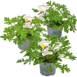Bloomique - 3er-Set - Pelargonium Graveolens - Zitronengeranie - Geranien Pflanzen - Anti Mücken - Herrlich Duftend - Höhe 15-25 cm - Topf 12 cm