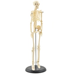 Mini-Skelettmodell Miniatur Skelettmodell Höhe 42 cm HeineScientific
