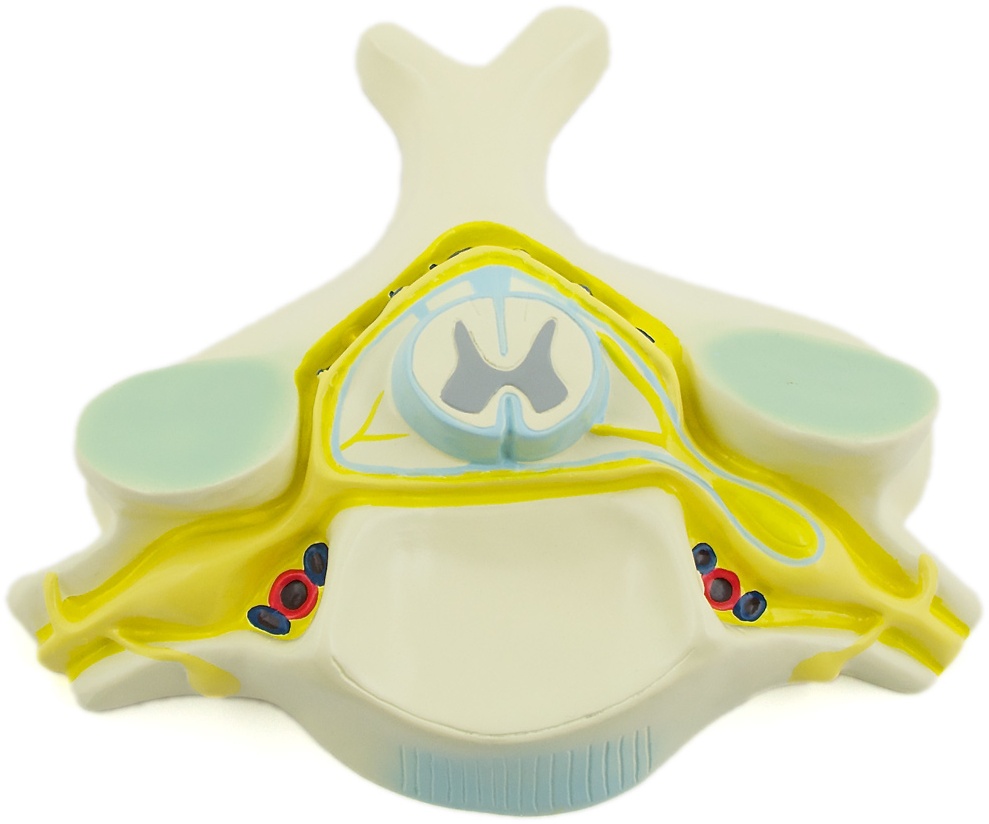 Anatomisches Modell Halswirbel mit Rückenmark HeineScientific