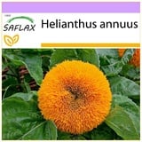 Saflax - Sonnenblume Puschel - 40 Samen - Helianthus annuus