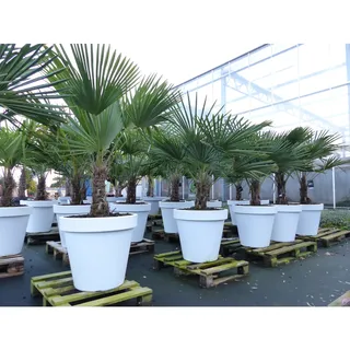 XXL Palme winterhart inkl. Pflanzkübel weiß, 160 - 190 cm Trachycarpus fortunei, Hanfpalme, Top-Qualität