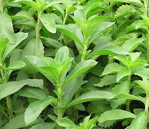 stevia samen