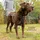 Kurgo Tru-Fit Smart Hundegeschirr Schwarz XS
