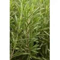 Pflanzen Für Dich Rosmarinus officinalis, Rosmarin, aromatisch, ca. 9x9