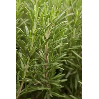 Pflanzen Für Dich Rosmarinus officinalis, Rosmarin aromatisch, ca. 9x9 cm Topf