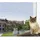 Trixie Schutznetz Katzennetz 6 x 3 m Grün