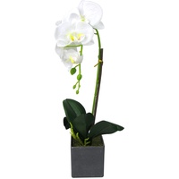 Steinmann Kunst Orchidee im rechteckigen Topf – Farbecht - Pflegeleicht – (Topf Grau - 40cm, Weiß)