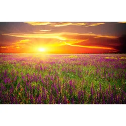 Fototapete PAPERMOON "Blumenwiese Sonnenuntergang", bunt (mehrfarbig), B:4m L:2,6m, Vlies, Tapeten