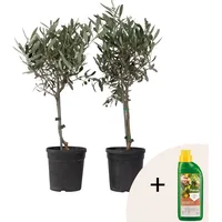 Plant in a Box - Olivenbaum - 2 Stk