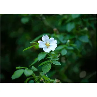 Pflanzen Für Dich Rosa multiflora, Vielblütige Rose, 60–100 cm