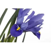 Pflanzen Für Dich Iris versicolor, ca. 9x9 cm Topf