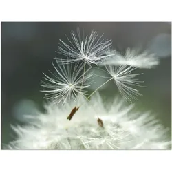 Wandbild ARTLAND "Pusteblume Facility", weiß (farbe bild(er): weiß), B:60cm H:45cm, Bilder, als Alubild, Outdoorbild, Leinwandbild, Poster, Wandaufkleber