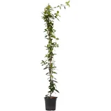 Plant in a Box - Trachelospermum jasminoides Höhe 110-120cm