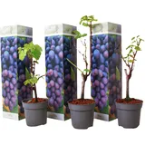 Plant in a Box - Traubenpflanze - 3 Stk - Vitis vinifera 'Cabernet franc' - Höhe 25-40cm