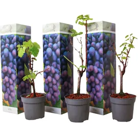 Plant in a Box - Traubenpflanze - 3 Stk - Vitis vinifera 'Cabernet franc' - Höhe 25-40cm