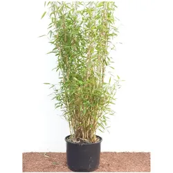 Fargesia murieliae 'Jumbo', Bambus, immergrün, 60–100 cm