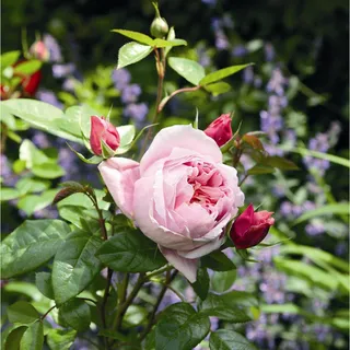 ROSEN TANTAU Edelrose, Rosa x hybride »Schöne Maid«, Blüte: rosa, gefüllt