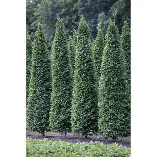 Pflanzen Für Dich Carpinus betulus 'Fastigiata', Hainbuche, säulenförmig, 125–150 cm