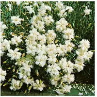 Pflanzen Für Dich Dianthus deltoides 'Albus', Heidenelke, weiß, ca.