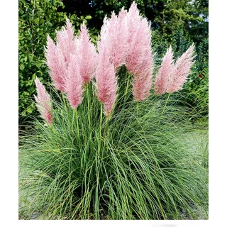 BALDUR Garten 1x Rosa Pampasgras, Pflanze im 9x9 cm-Topf, Cortaderia Ziergras, winterharte Staude, mehrjährig, pflegeleicht, Wasserbedarf gering, ...