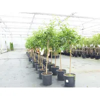 Grünwaren Citrus Yuzu 130 - 150 cm, Zitronenbaum Zitrone,