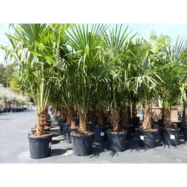 grünwaren XXL Palme winterhart 180 - 190 cm Trachycarpus fortunei, Hanfpalme,