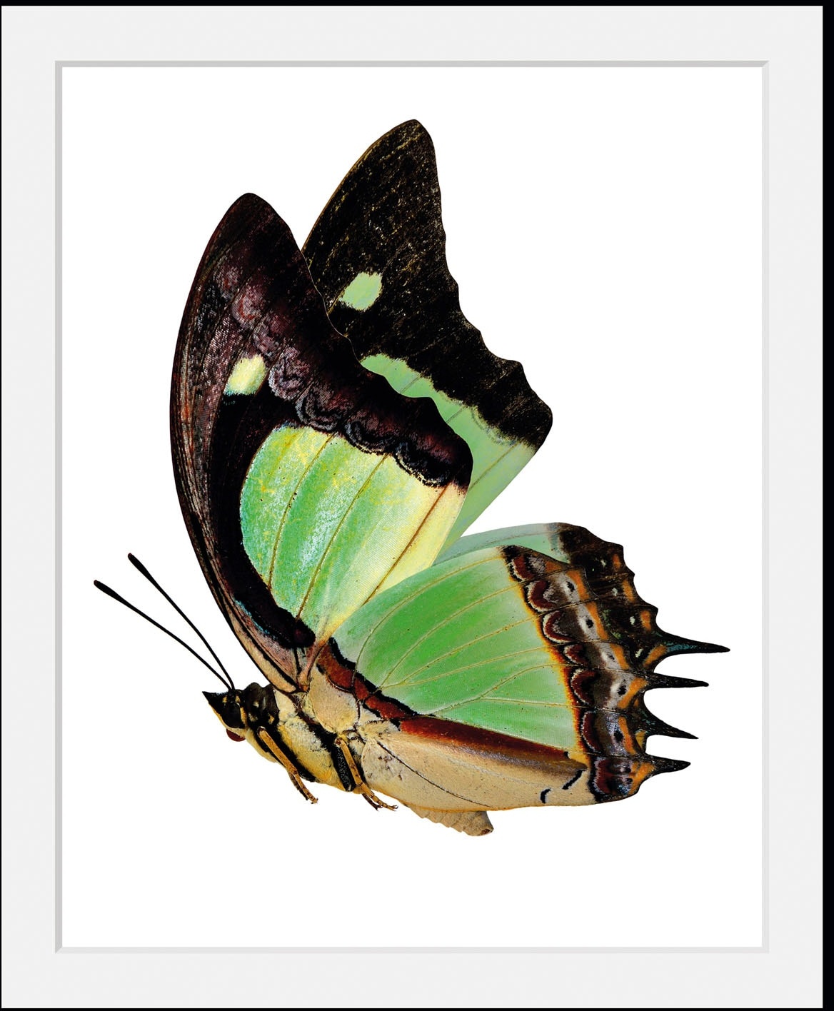 queence Bild »Charly«, Schmetterlinge, (1 St.) queence grün