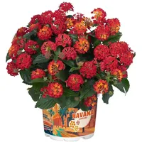 meinvipshop Wandelröschen rot Lantana camara Havana Red | Rot