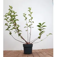 Pflanzen Für Dich Viburnum bodnantense 'Dawn', Duft-Schneeball, rosa Blüten,