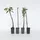 Plant in a Box - Fruchtsäulen - 8 Stk - Malus, Pryus, Prunus - Höhe 60-70cm - Topf 9cm