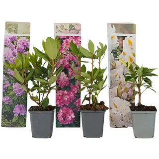 Plant in a Box - Rhododendren - 3 Stk - Rhododendron catawbiense - Höhe 25-40cm
